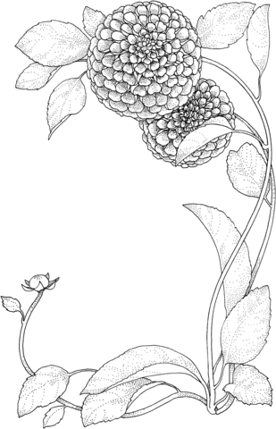 Zinnia Flowers Coloring Page